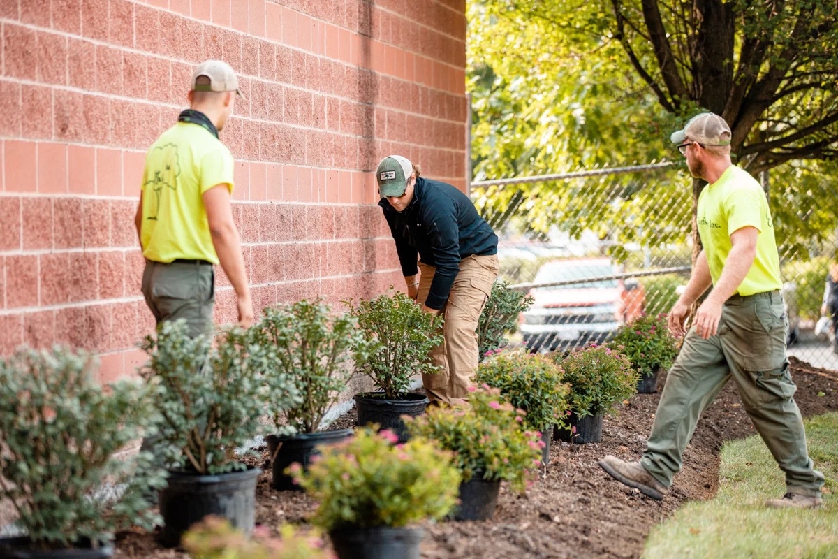 Mansfield Landscaping team installing plants